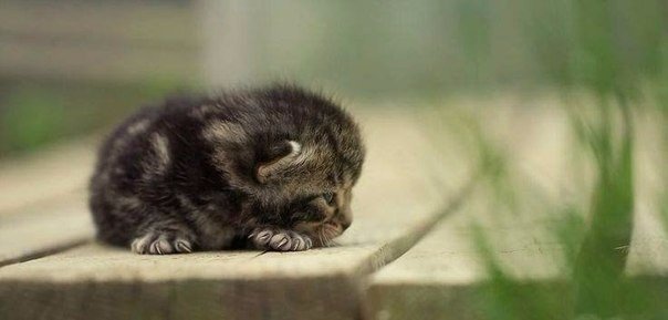 Коты и Кошки