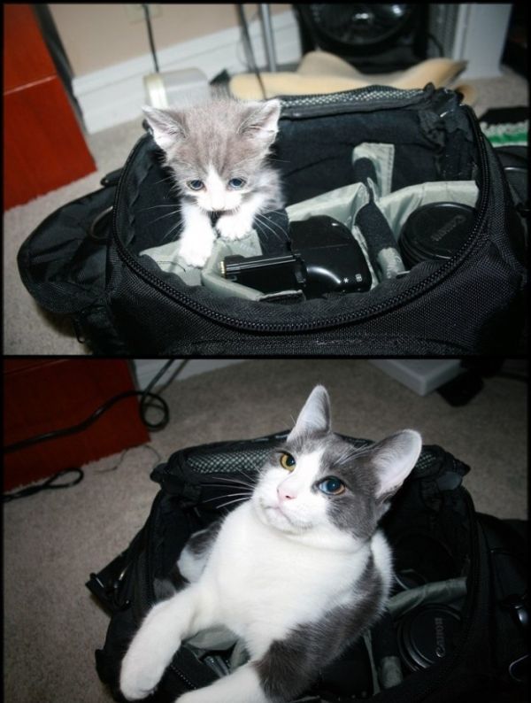 Коты и Кошки