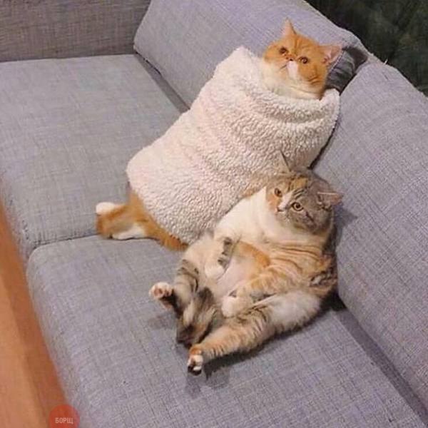 Коты и Кошки