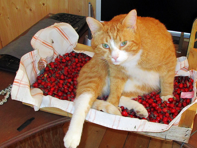 Котовторник  19.12.2017