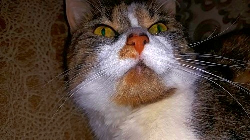 Котовторник 13.03.2018