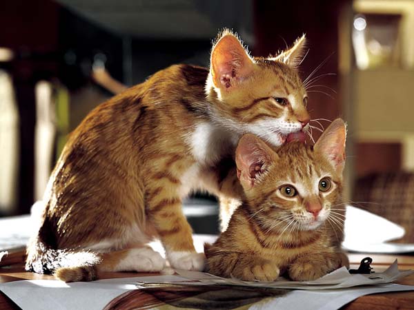 Котовторник  на  ЯПлакалъ