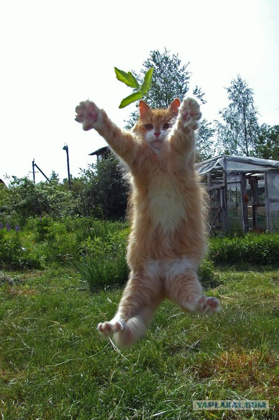 Эй! Ну погладь котика! Погладь кота