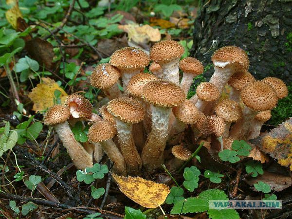 Невероятные факты о грибах