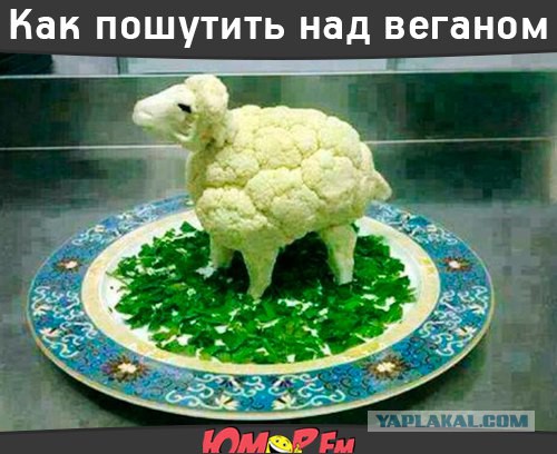 "Глистики требуют привычной еды". Темы на форумах веганов и сыроедов вгоняют в оторопь