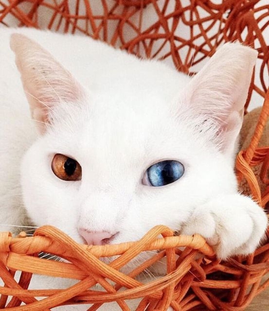 Прикольных котов пост