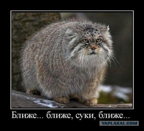 Последний бой.
