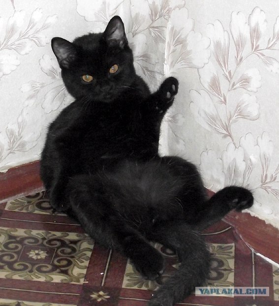 Котовторник, для любителей кошек
