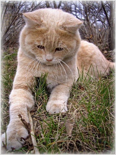 Десантный котовторник