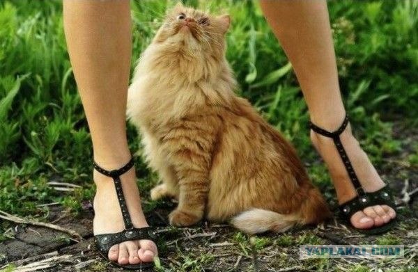 Котовторник: Кошки и ягнёнок