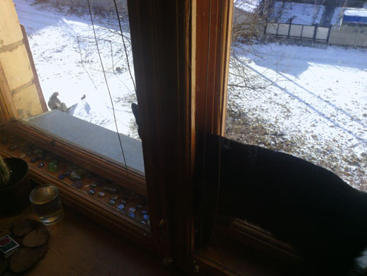 Котовторник 27.12.11