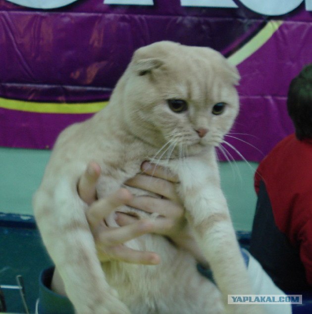 КОТОВТОРНИК (6.03.2012)
