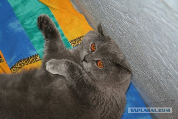 Котовторник 22.05.2012