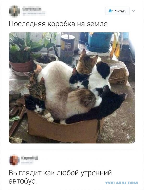 Прикольные комментарии и высказывания из Сети