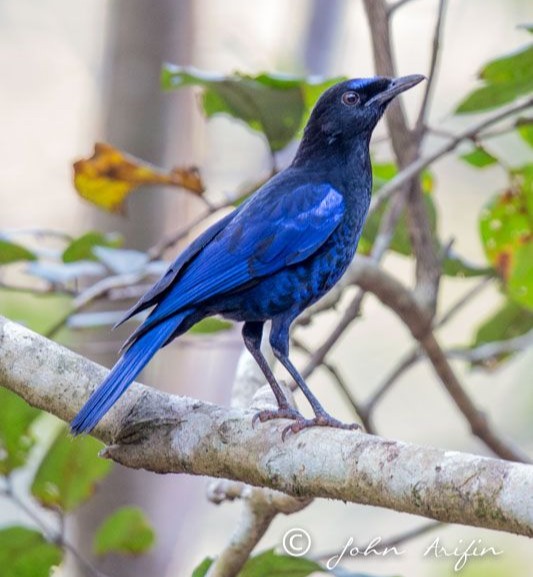 Синие птицы список