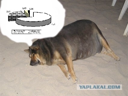 Фотожаба: О чем же думает собака?....