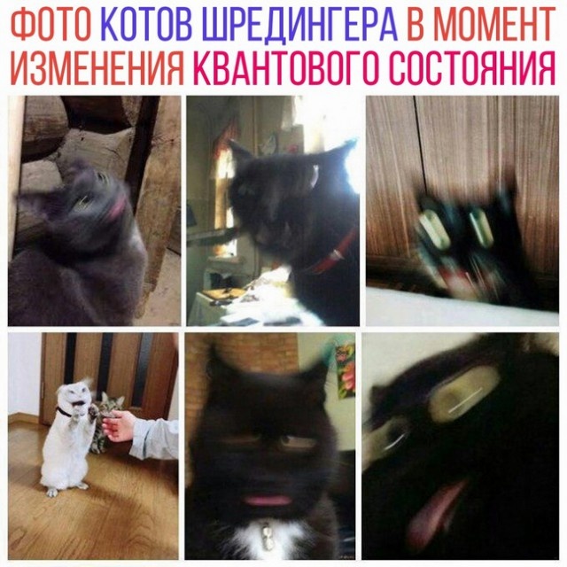 Смешные коты 25.08.20