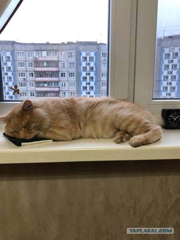 Котовторник 20.10.20