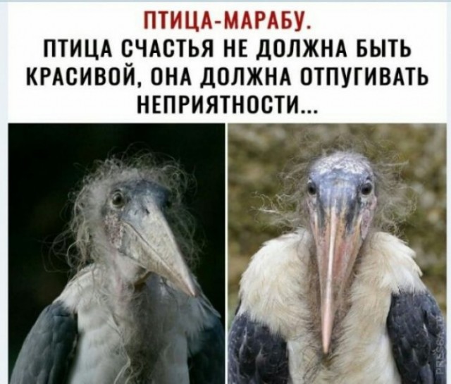 Картинки и мемы для настроения 020