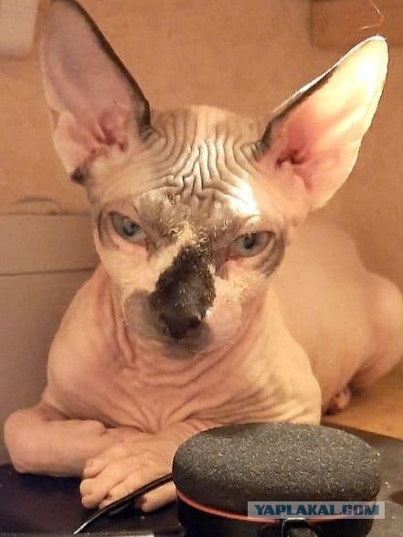 Котовторник 09.02.21. Свежие котики от Нарвского.