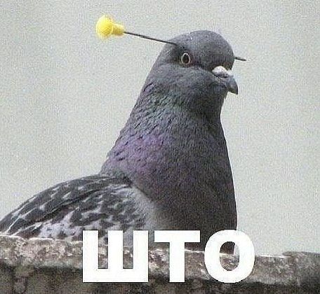 Жестокий кастинг в топ-модели