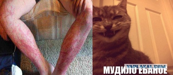 Тигр отужинал дрессировщиком