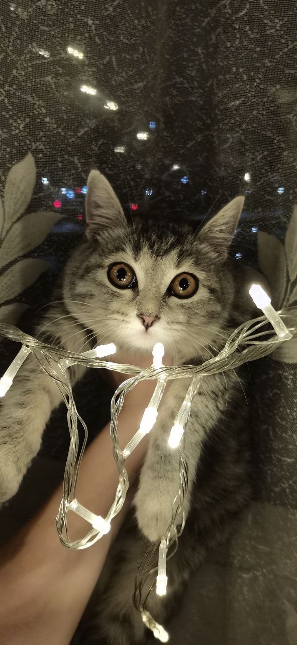 С Вами котейка разговаривает?