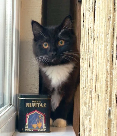 Котовторник вроде.
