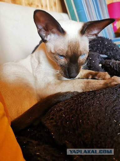 Красавица