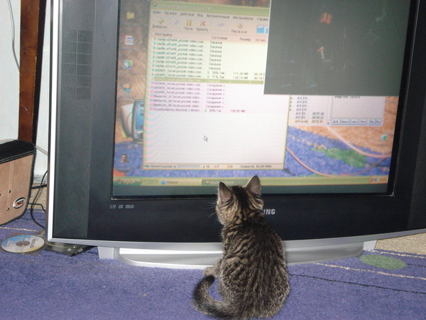 Котовторник  19.03.2013