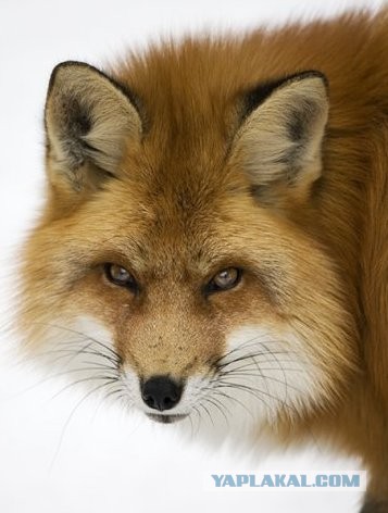 Аватары на заказ