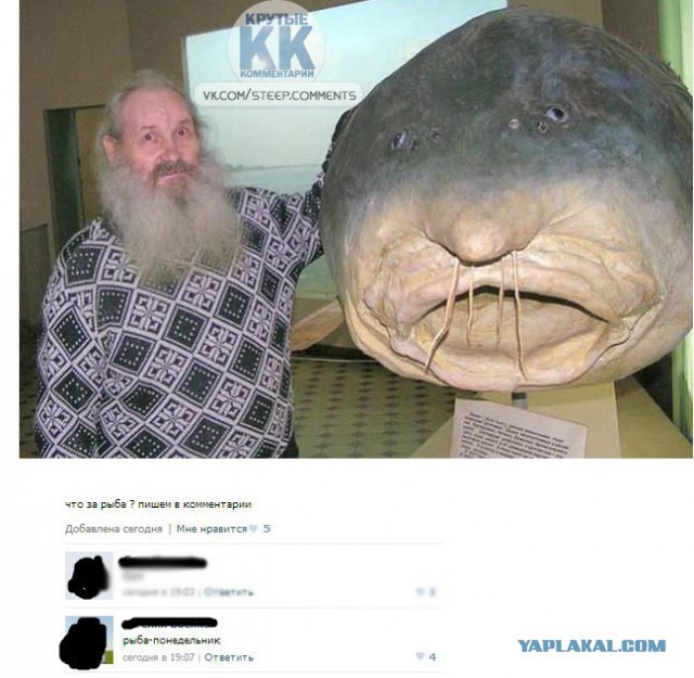 Белуга: Гигантов больше не существует