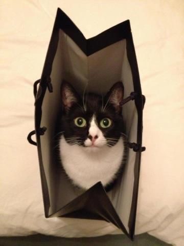 Мой котовторник..