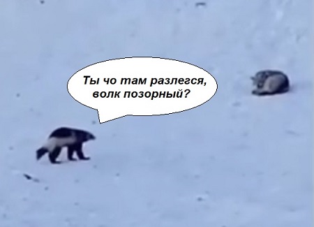 Росомаха против двух волков