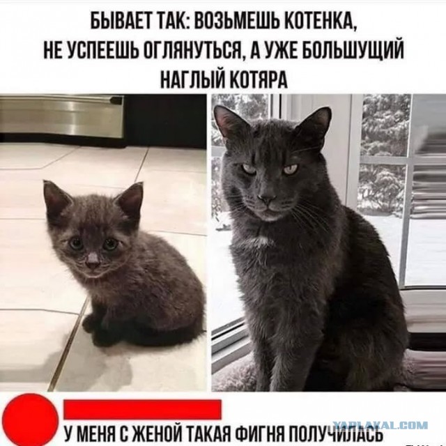 Баяны, очень баяны, но думаю улыбнёт