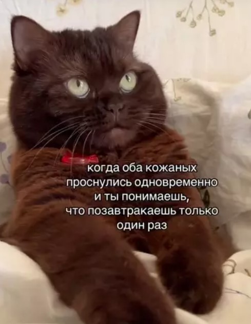 Котямбосы