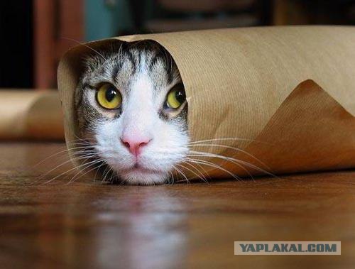 Тест на внимательность: ищем кота )))