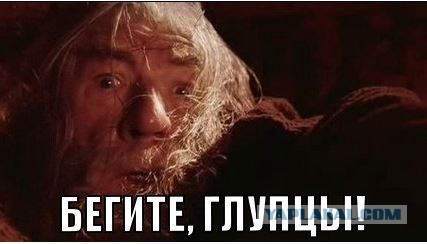 В турецкую ветклинику привезли гроб с котодракулой
