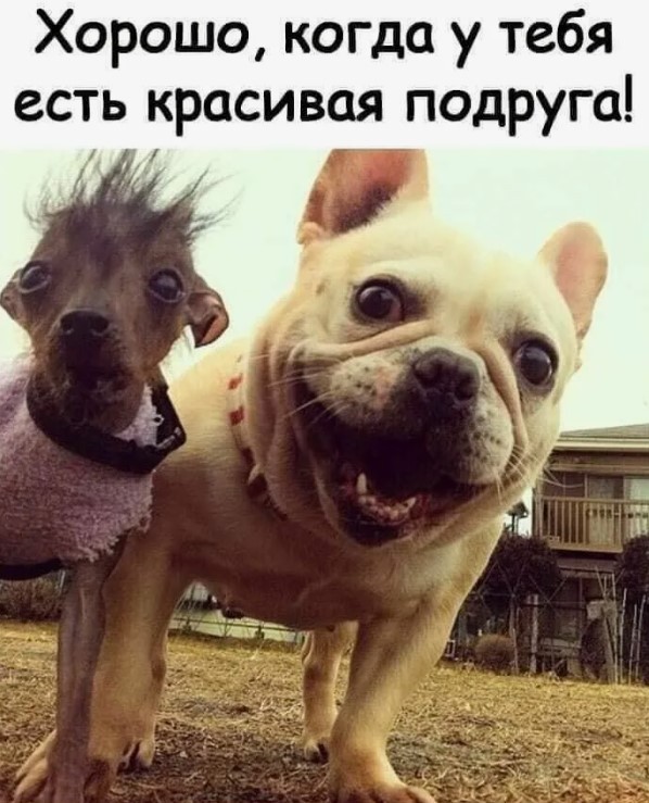 Подборка картинок к собакочетвергу