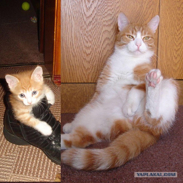 Коты и время