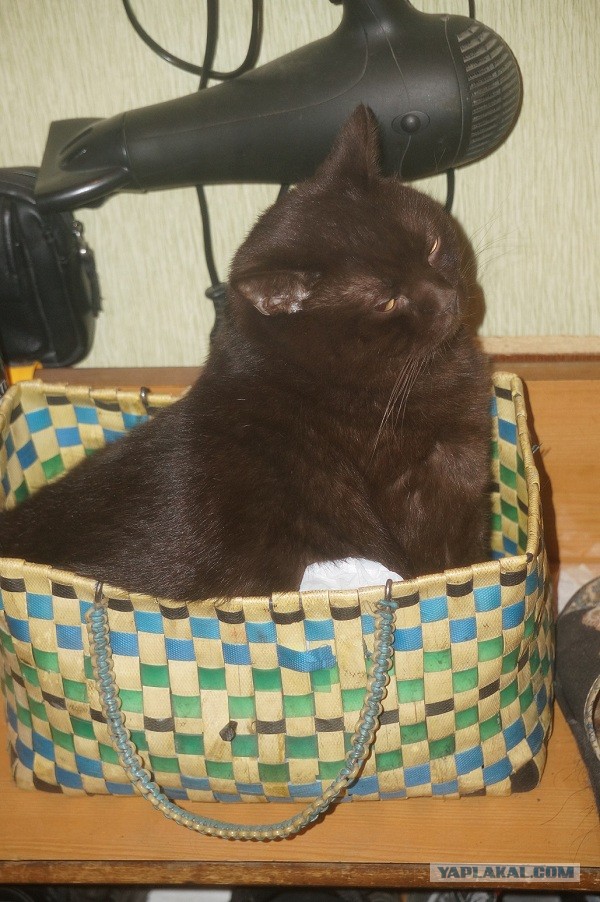 Котовторник 8.10.2013