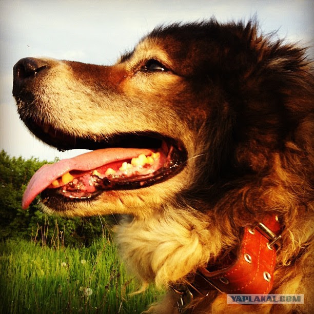 О, my dog