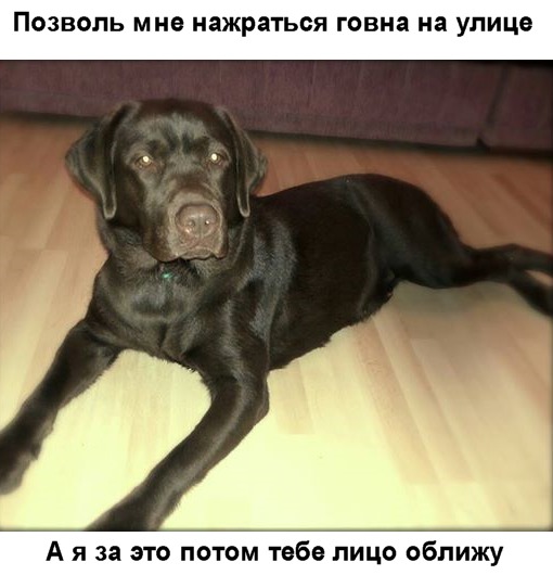 Берегите животных!