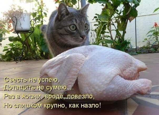 Котовторник 01.04.2014