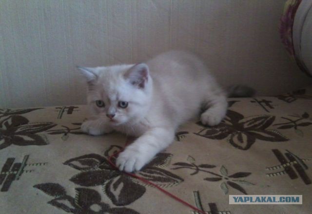 Котовторник 15.07.2014.