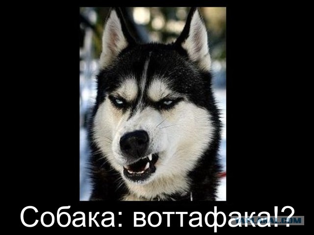 Кто знает что за порода собачки...