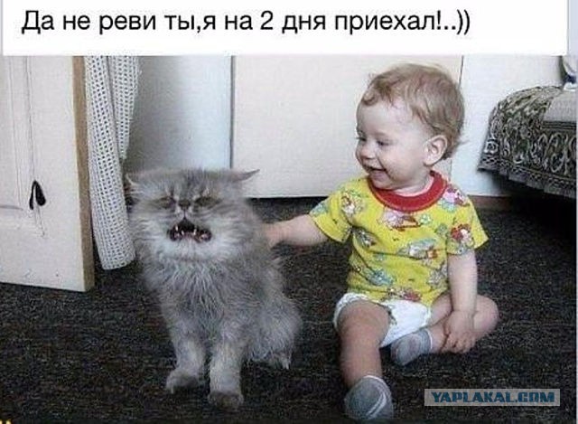 Весёлое из сети