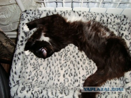 Котовторник 28.04.2015
