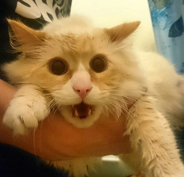 Котовторник 16.06.2015., Котовторник наступил!