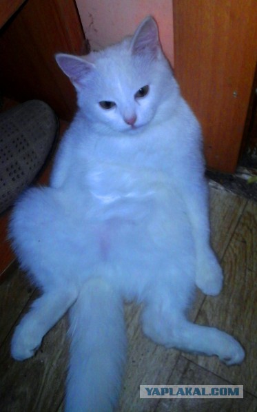 Не смог пройти мимо этого чуда